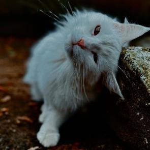 ����: �����