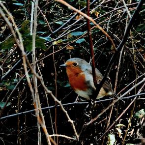 �������� ���