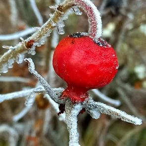 ����: �������� ��������