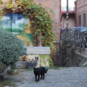 ����: �����������