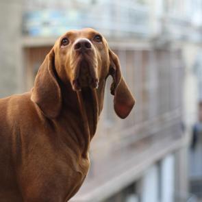 ����: ������������� ������