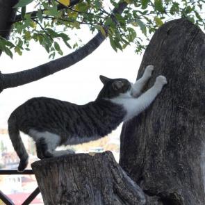 ����: ������������