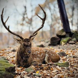 ����: ������