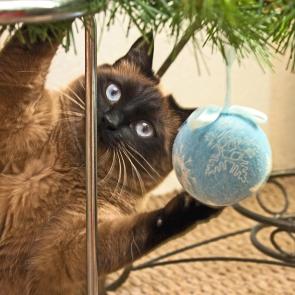 ����: ������ �������� ������ )