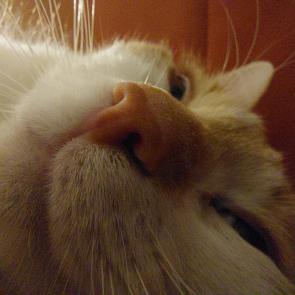 ����: �����