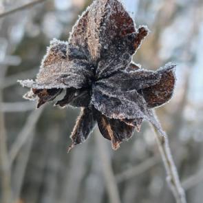 ������ � ���������