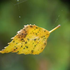 ������ � ���������