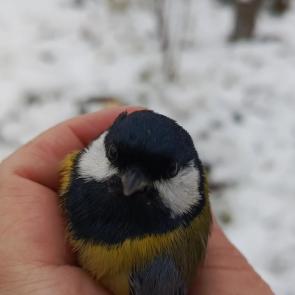 �������� ���