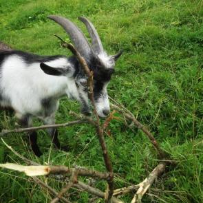 �������� ������ ���