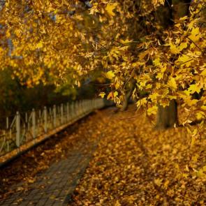 ����: ������� ����