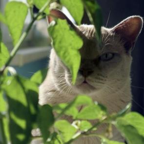 ����: ������