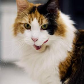 �������� ������ ���