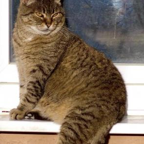 ����: � �� �������� ����