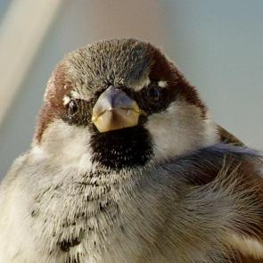 ����: ������� ������� �����