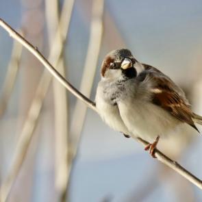 ����: ������� �� �����