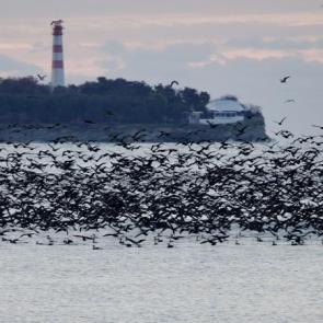 ����: �������. ��������