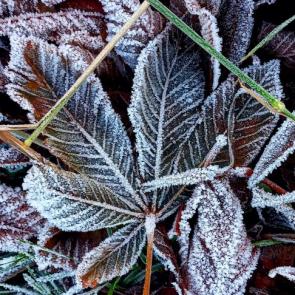 ������ � ���������