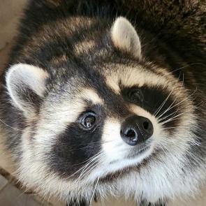 �������� ������ ���