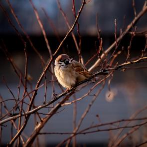 �������� ������ ���