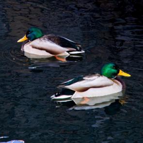 �������� ���