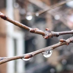 ����: ������ �����