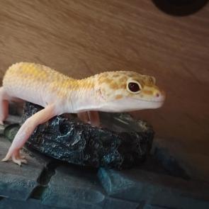 ��� ���� � ��������