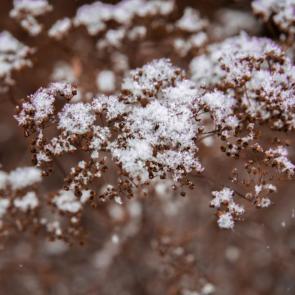 ������ ���������������