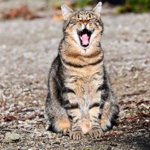 ����: �������� �������� 