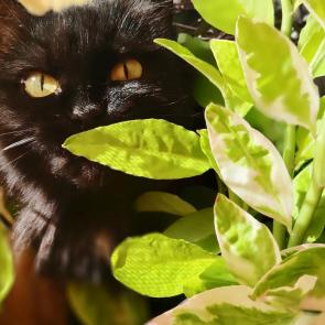 ���� ��������: � ������