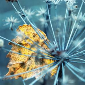 ������ � ���������