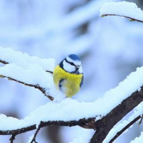 �������� ���