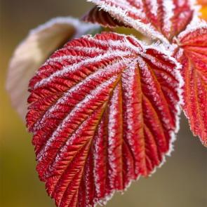 ������ ���������������