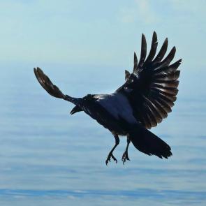 ����: �����. 