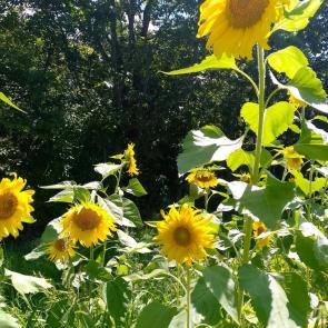 ������ � ���������