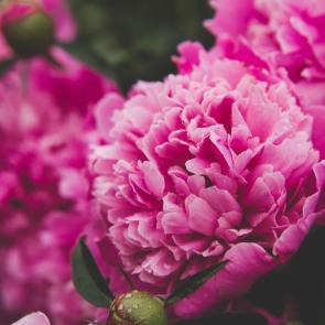 ���� ��������: 