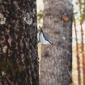 ���� ��������: 