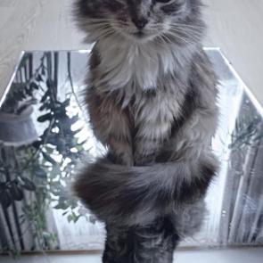 ��������� � �������