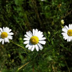 ����: ����