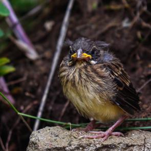 �������� ���