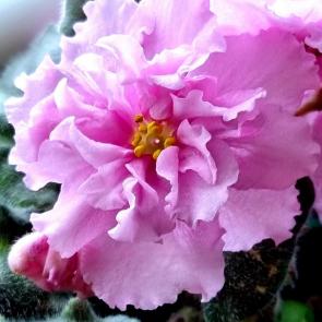 ����: ������