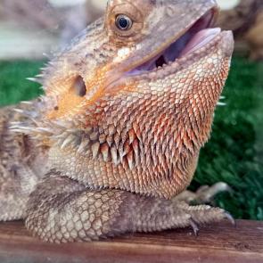 ��� ���� � ��������