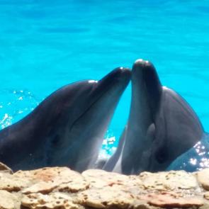 �������� ������ ���