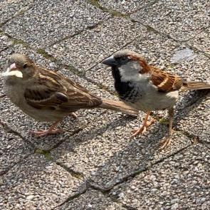 �������� ���