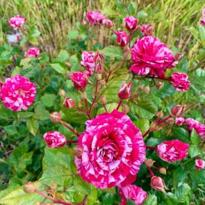 ����: ������� �������