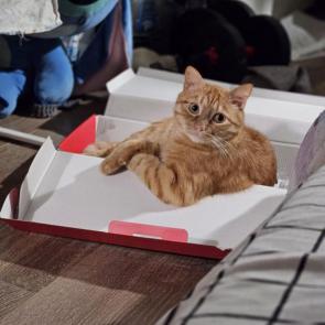 ���� ��������: 