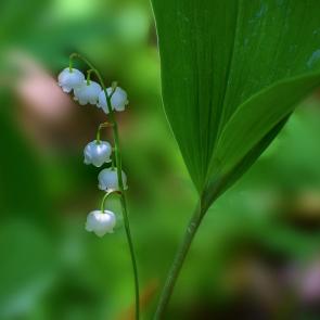 ����: �������� � ������� ������