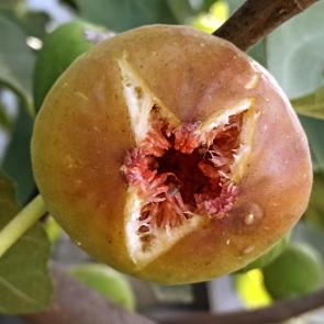 ����: �����