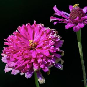 ����: ������