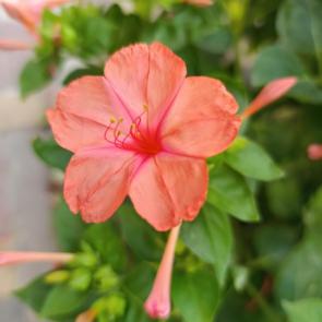 ����: �����