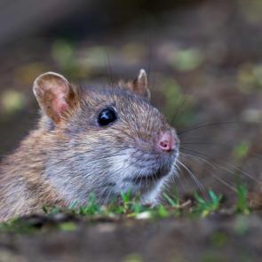 �������� ������ ���